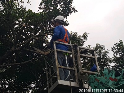 旭川河水質改善現地處理工程 樹木移植計畫